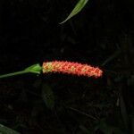 Anthurium bakeri Other