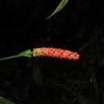 Anthurium bakeri Egyéb