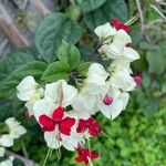 Clerodendrum thomsoniae Λουλούδι
