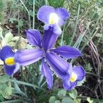 Iris xiphium Kukka