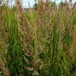 Calamagrostis canescens Blüte