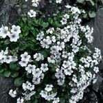 Acanthophyllum cerastioides 花