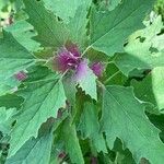 Chenopodium giganteum برگ