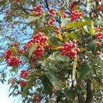 Sorbus ariaFruit