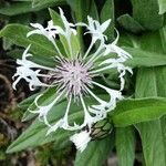 Cyanus lugdunensis Flower