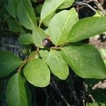 Vaccinium membranaceum Habitat