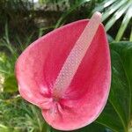 Anthurium faustomirandae Цветок