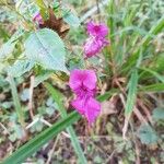 Impatiens glandulifera Кора