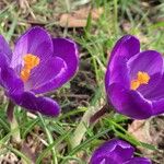 Crocus flavusBloem