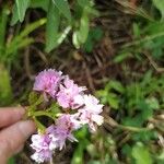 Limonium sinuatumKukka