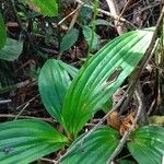 Liparis nervosa Hoja