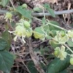 Silene baccifera Fruto