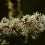 Solidago canadensis 果實