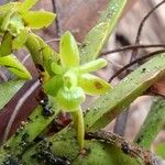 Epidendrum rigidum Цветок