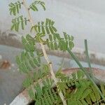 Prosopis cineraria Leaf