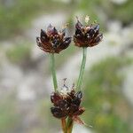 Juncus arcticus 花