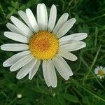 Leucanthemum vulgareKvet