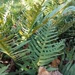 Polypodium vulgareFolio