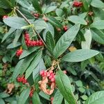 Cotoneaster frigidusLeaf