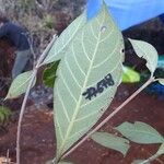 Guettarda heterosepala Leaf