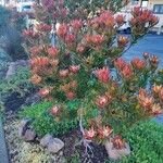 Leucadendron salignum Hábitos