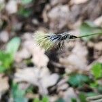 Carex pilulifera പുഷ്പം