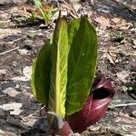 Symplocarpus foetidus Hoja
