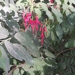 Fuchsia magellanicaফুল