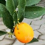 Citrus japonica 叶