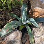 Agave asperrima Leaf