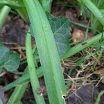 Allium triquetrum Fulla