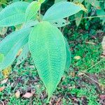 Miconia dependens Feuille