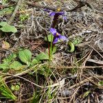 Sisyrinchium halophilum Blomst