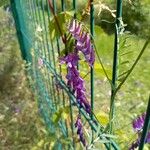 Vicia villosaFlor