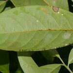 Ocotea leucoxylon Leaf