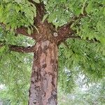 Malus spectabilis Bark