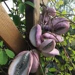 Akebia quinata Frucht