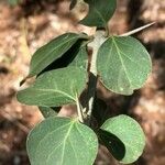 Canthium armatum पत्ता