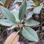 Rhododendron taliense Leaf