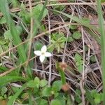 Houstonia micrantha Květ