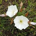 Calystegia macrostegia Квітка