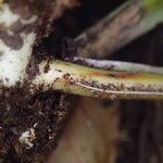Microsorum punctatum Sonstige