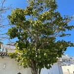 Cordia africana عادت داشتن