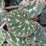 Begonia imperialis Hoja