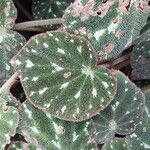 Begonia imperialis Leaf