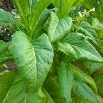 Nicotiana tabacum Pokrój