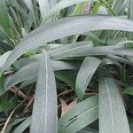 Setaria palmifolia برگ