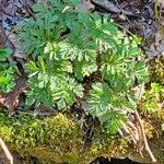 Dicentra cucullaria Leaf