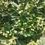 Euonymus japonicus花