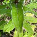 Helichrysum foetidum Blatt